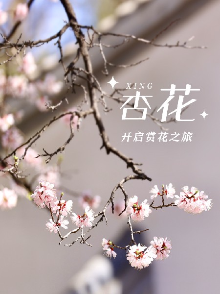 追花指南第六期！杏花雨 楊柳風(fēng) 北京最美的杏花在這里