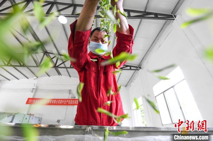 村民將茶葉攤青晾干?！钊A峰 攝