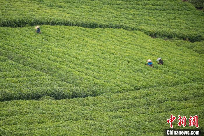 茶農(nóng)采摘谷雨茶?！√普?攝
