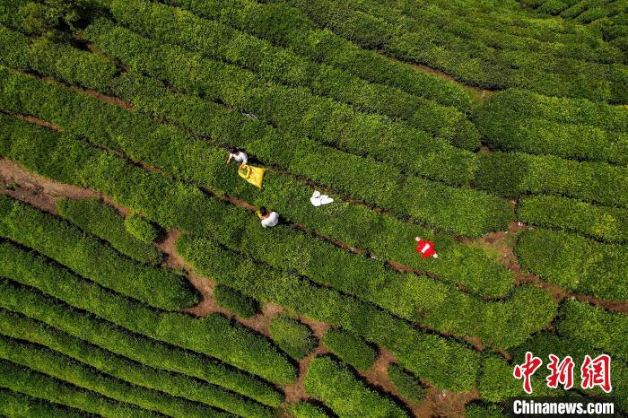 茶農(nóng)正在采摘新鮮茶葉。　唐哲 攝