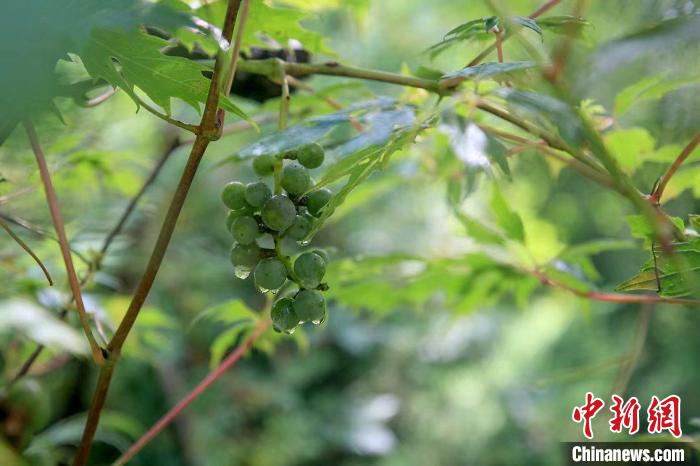 野生動物在北京：如何筑牢生物多樣性“保護網(wǎng)”？