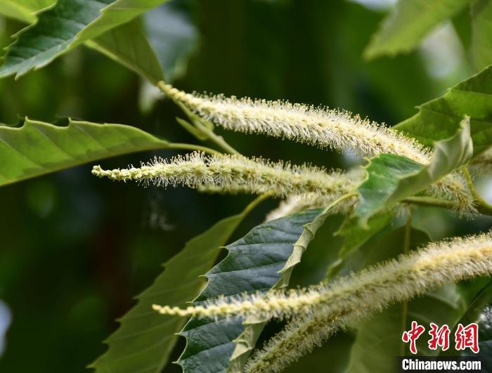 毛茸茸的栗花?！『略破?攝