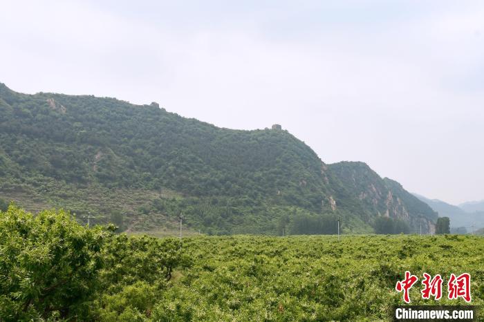 長城腳下萬畝栗花綻放，散發(fā)出淡淡清香?！『略破?攝