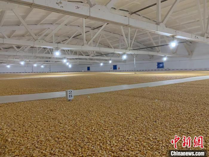 倉內(nèi)清涼干爽、遍地金黃，上千平方米的糧食盡收眼底。　王惠琳 攝