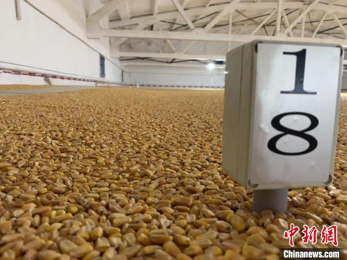 數(shù)千噸的小麥、玉米如同一塊塊被“切平”的巨型蛋糕“鑲嵌”在地面上?！⊥趸萘?攝