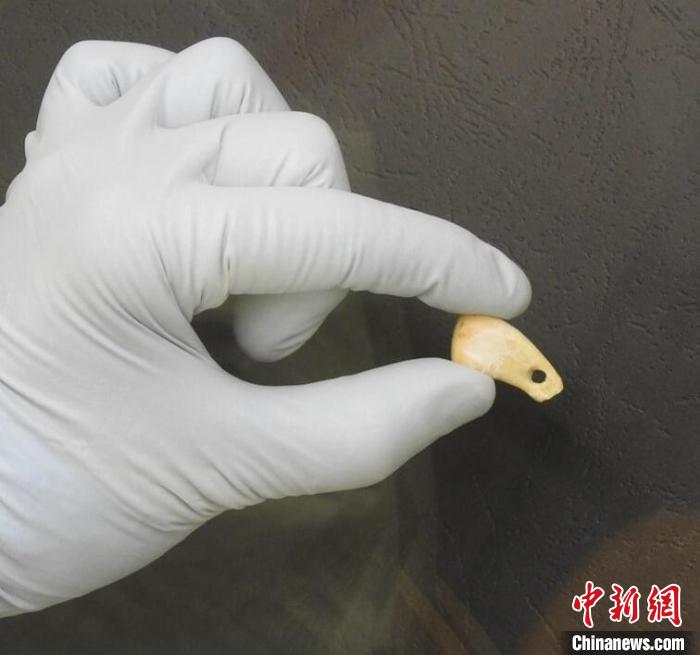 打孔鹿牙墜飾提取DNA后(圖片來自馬克斯·普朗克演化人類學研究所)?！∈┢樟指瘛ぷ匀?供圖