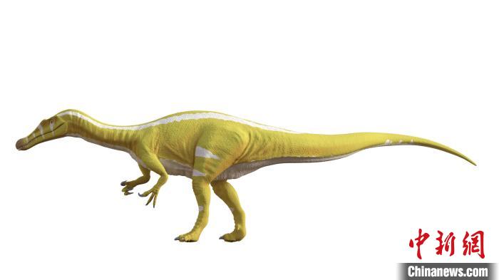 棘龍類新物種Protathlitis cinctorrensis(圖源Grup Guix)?！∈┢樟指瘛ぷ匀?供圖