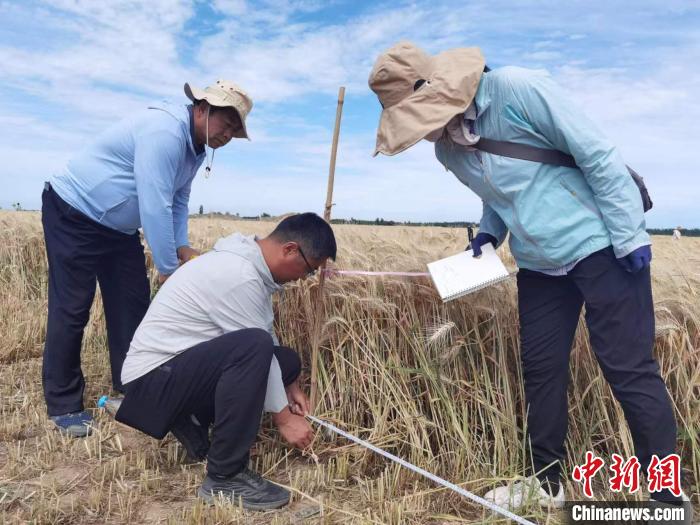去年新疆冬小麥高產(chǎn)紀(jì)錄是863.8公斤?！⊙Μ| 攝