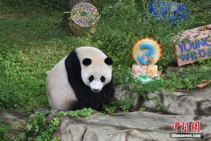 當(dāng)?shù)貢r(shí)間8月21日，旅美大熊貓幼崽“小奇跡”迎來3周歲生日。華盛頓國(guó)家動(dòng)物園給“小奇跡”舉辦了“生日派對(duì)”，眾多游客前來給“小奇跡”慶生。<a target='_blank' href='/'><p  align=