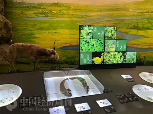   （中醫(yī)藥博物館展出的各類中藥材令人應(yīng)接不暇。中國經(jīng)濟周刊記者 郭志強 攝）