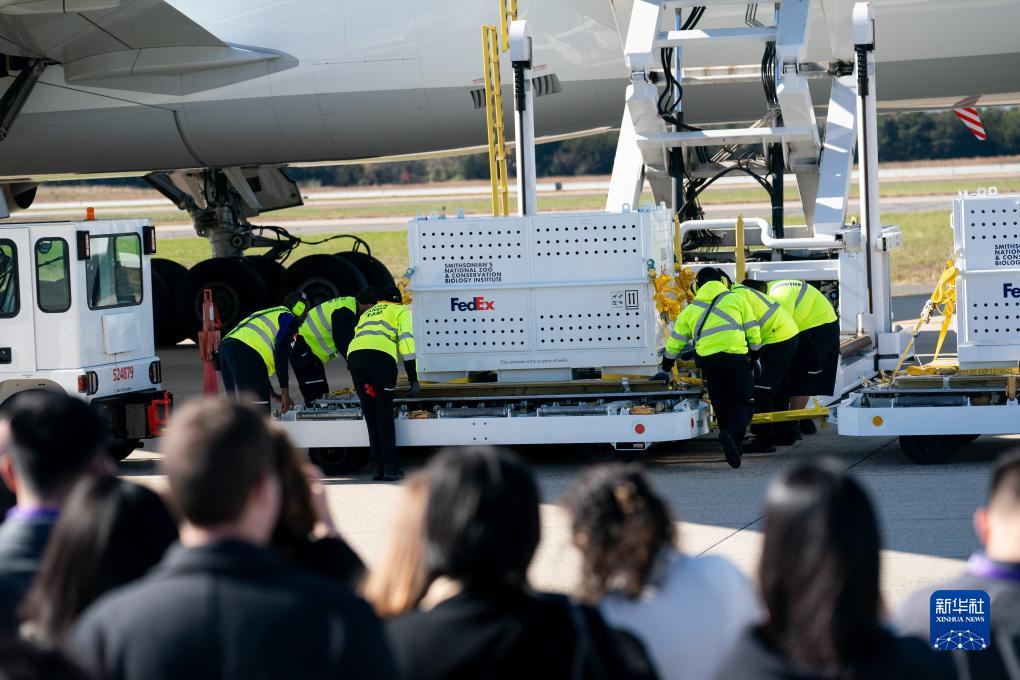 11月8日，在美國弗吉尼亞州的華盛頓杜勒斯國際機(jī)場(chǎng)，裝有大熊貓的特制“旅行包廂”準(zhǔn)備運(yùn)上專機(jī)。新華社記者劉杰攝
