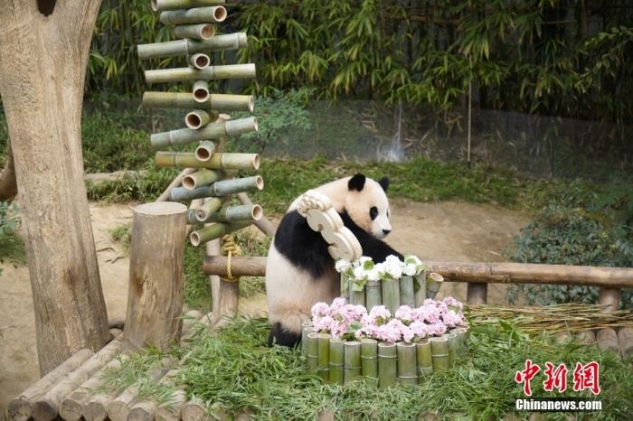 資料圖：旅韓大熊貓“福寶”。<a target='_blank' href='/'><p  align=