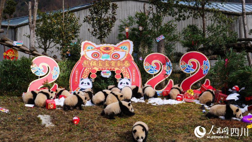 熊貓寶寶賀新春、迎冬奧。李傳有攝