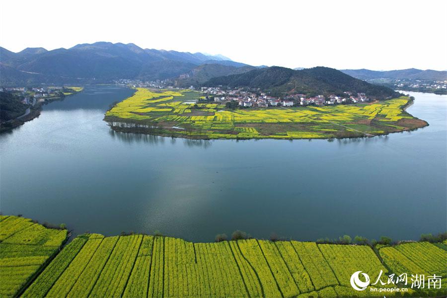 春江水暖，油菜花開。人民網(wǎng) 李芳森攝
