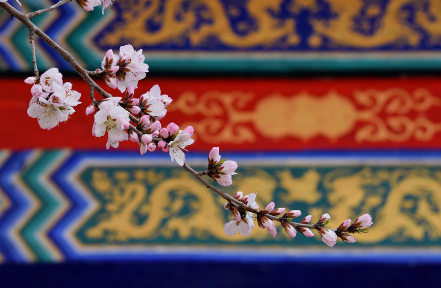 “云”賞桃花相映紅。紅橋區(qū)委宣傳部供圖