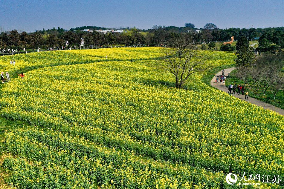 高淳區(qū)椏溪國際慢城桃花扇廣場油菜花田。劉列攝