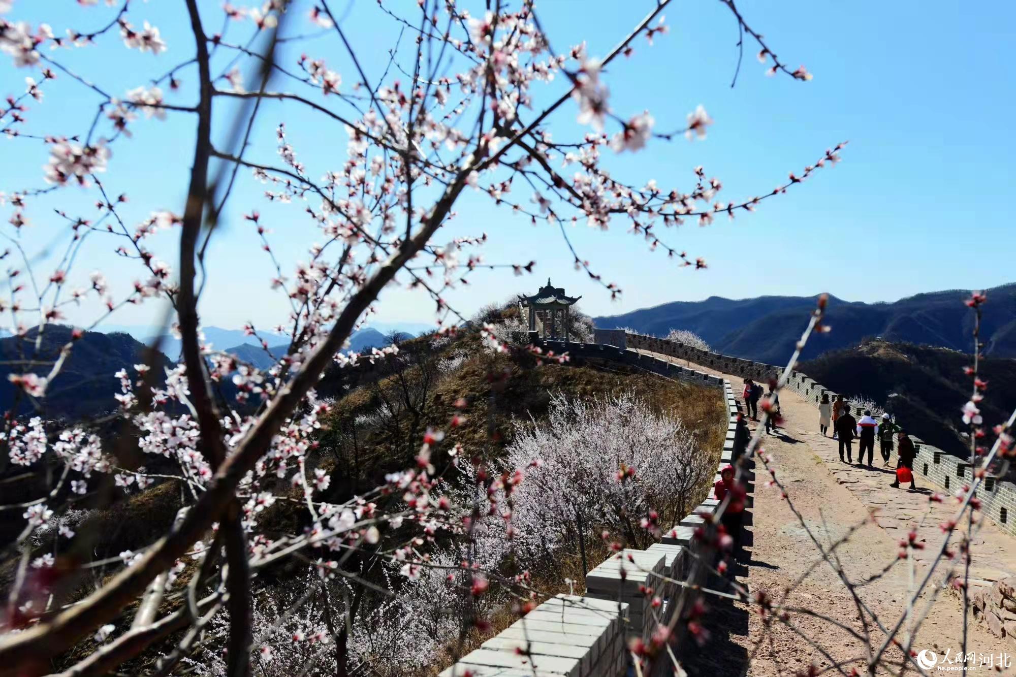 邢臺(tái)九龍峽景區(qū)鮮花盛開。 馬健攝