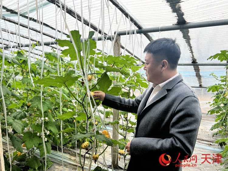 西青區(qū)辛口鎮(zhèn)大杜莊村黨總支書記、村委會主任畢紅鴿介紹當下大棚里種植的造型奇特的文玩葫蘆。  人民網(wǎng) 孫翼飛攝