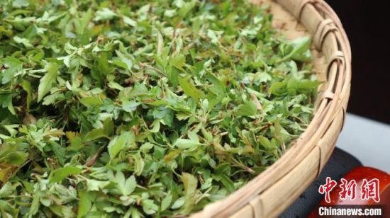 圖為班瑪藏雪茶。　孫睿 攝