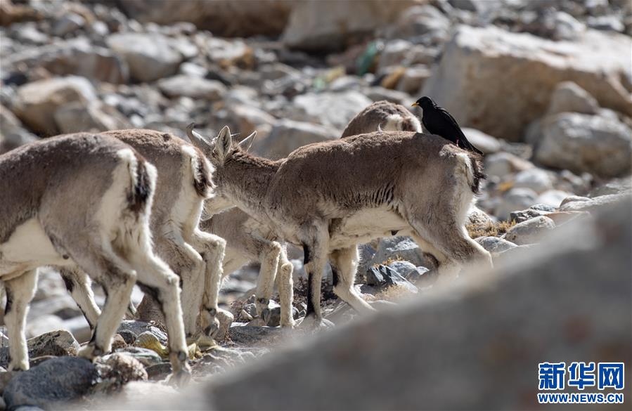 (圖文互動(dòng))(3)“最美第三極”:筑起生態(tài)文明高地