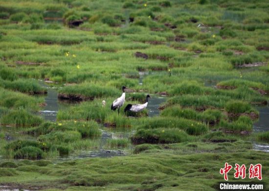 圖為祁連山國家公園青海片區(qū)內(nèi)的黑頸鶴。　祁連山國家公園青海省管理局供圖 攝
