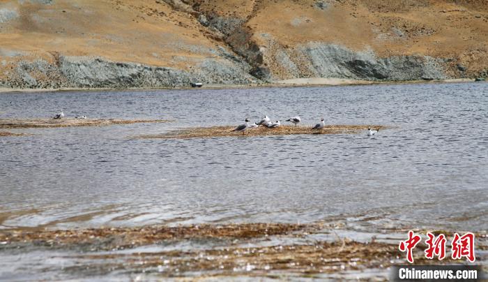 圖為瑪旁雍錯濕地棲息的水鳥?！≮w朗 攝