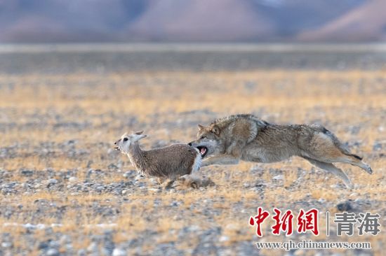 圖為獲獎(jiǎng)作品。同海元供圖