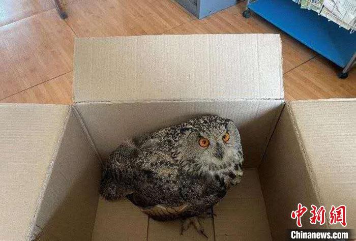 圖為青海省西寧市大通縣公安局森林警察大隊民警救助的國家二級保護野生動物——雕鸮?！∏嗪Ｊ」矎d森林警察總隊供圖 攝