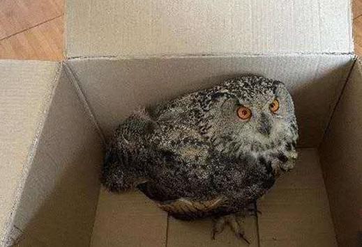 圖為青海省西寧市大通縣公安局森林警察大隊民警救助的國家二級保護野生動物——雕鸮?！∏嗪Ｊ」矎d森林警察總隊供圖 攝