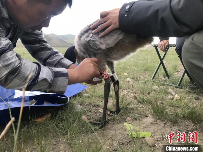 圖為研究人員為黑頸鶴佩戴GPS跟蹤設(shè)備。祁連山國(guó)家公園青海省管理局供圖
