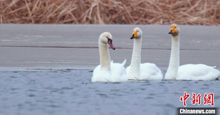 圖為疣鼻天鵝與大天鵝?！∏嗪夜珗@觀鳥協(xié)會供圖 攝
