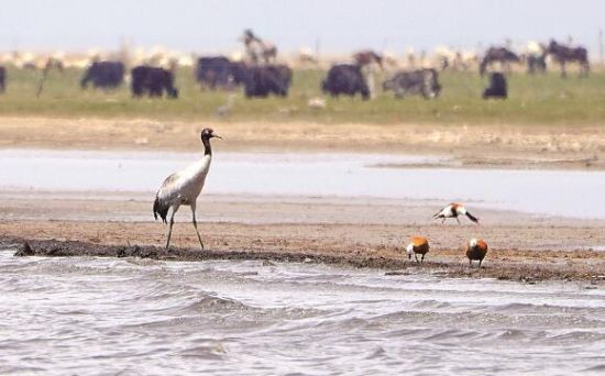  仙女灣一只黑頸鶴正在湖邊覓食。攝影：海東