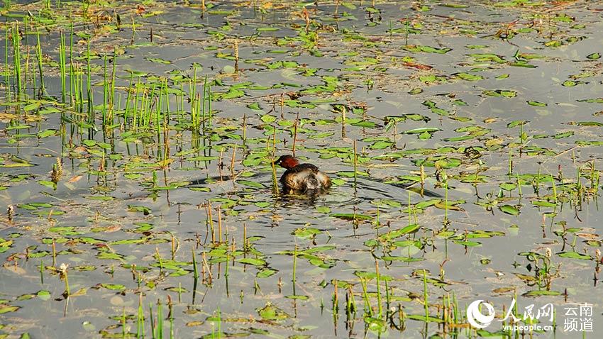 納帕海濕地內(nèi)遷徙停留的鳥。呂昊辰攝