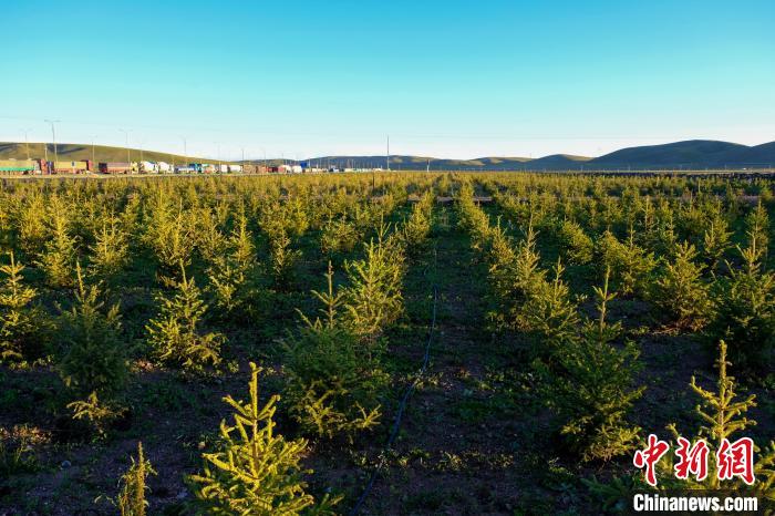 圖為科技團(tuán)隊(duì)在海拔4500米的西藏那曲種出“小森林”，其中超過7成成功越過5個冬天?！〗w波 攝