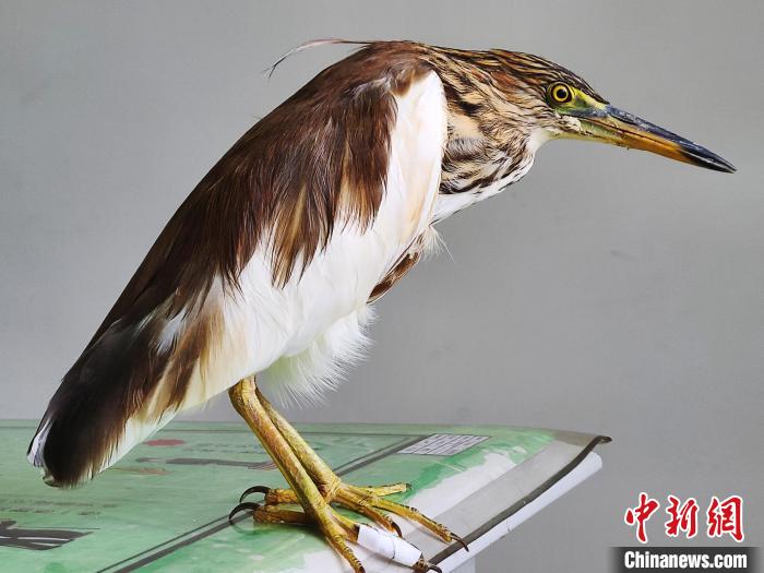 圖為被救助的國(guó)家一級(jí)重點(diǎn)保護(hù)動(dòng)物池鷺。　柳澤田 攝