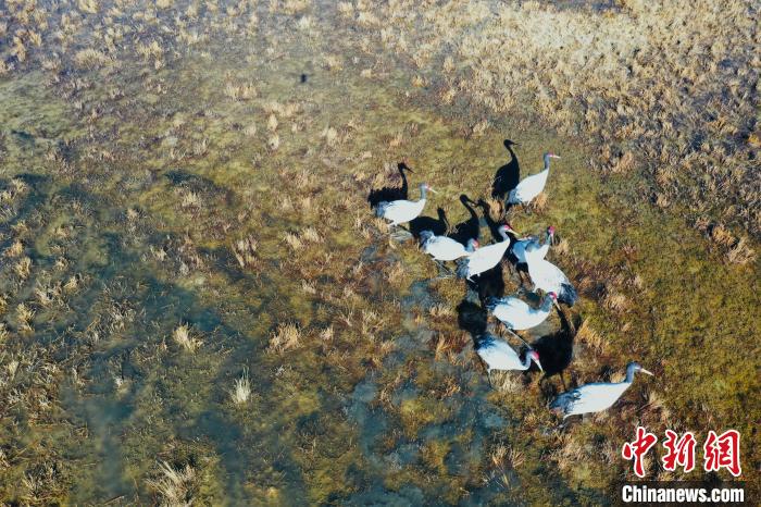 圖為黑頸鶴群在濕地中曬太陽(yáng)?！】姥?攝
