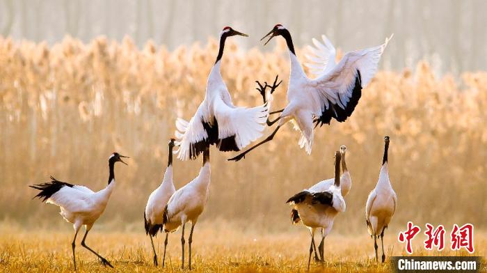 江蘇鹽城黃海濕地上的丹頂鶴?！←}城市委宣傳部供圖