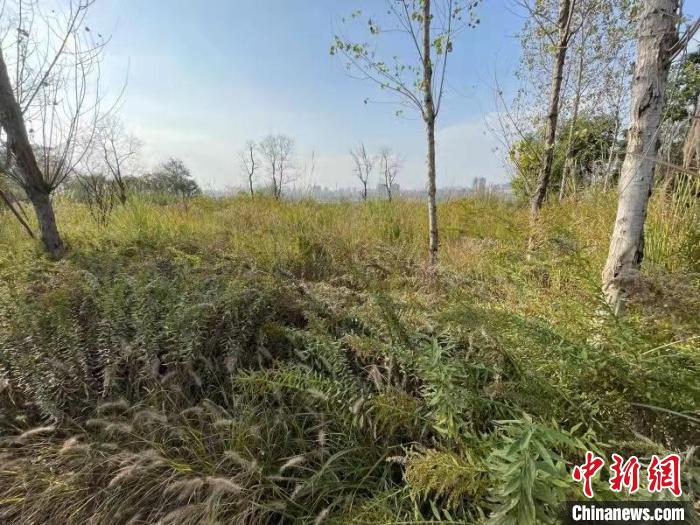 發(fā)現(xiàn)的加拿大一枝黃花?！畈?攝