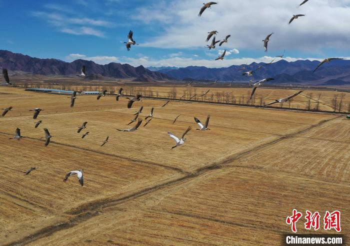 圖為黑頸鶴在拉薩市林周縣境內(nèi)飛翔?！∝暩聛?lái)松 攝