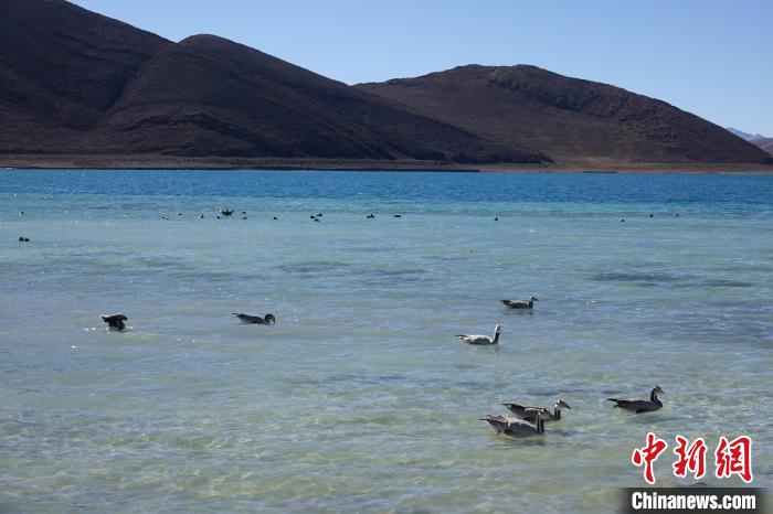 圖為過冬的候鳥在羊湖游弋?！∪轿木?攝