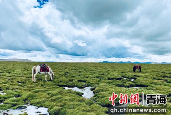 圖為長江南源沼澤濕地。李江寧攝