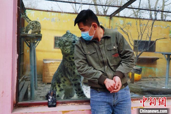 圖為雪豹“奶爸”史壽軍直播休息時(shí)與雪豹互動(dòng)。　馬銘言 攝