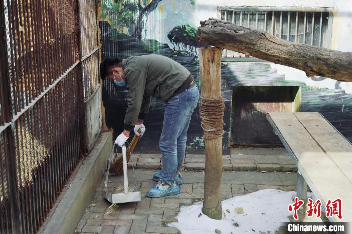 圖為雪豹“奶爸”史壽軍正在打掃豹館衛(wèi)生?！●R銘言 攝