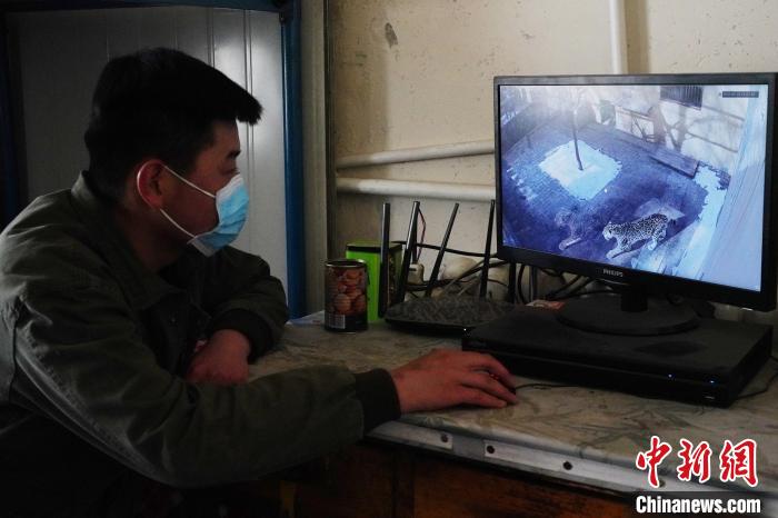圖為雪豹“奶爸”史壽軍通過監(jiān)控察看雪豹情況?！●R銘言 攝