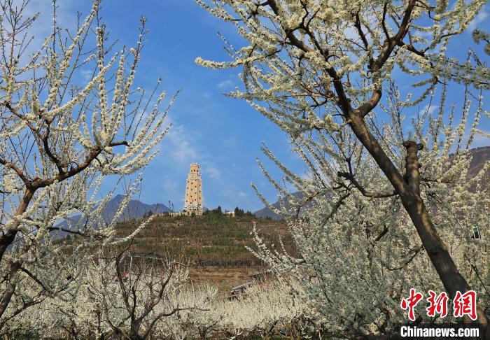 潔白的李花與碉樓交相輝映，勾勒出一幅美麗的和諧生態(tài)畫卷。　何清海 攝