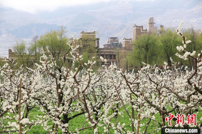 潔白的李花與村寨交相輝映，勾勒出一幅美麗的和諧生態(tài)畫卷?！『吻搴?攝