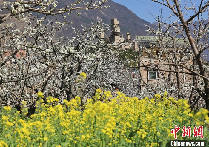 潔白的李花與村寨交相輝映，勾勒出一幅美麗的和諧生態(tài)畫卷。　何清海 攝