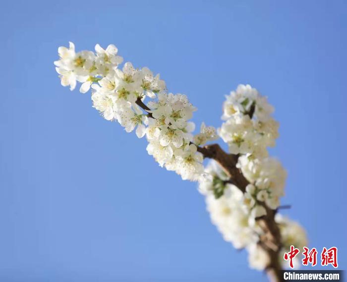 李花盛開?！『吻搴?攝