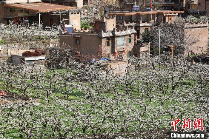 潔白的李花與村寨交相輝映，勾勒出一幅美麗的和諧生態(tài)畫卷?！『吻搴?攝