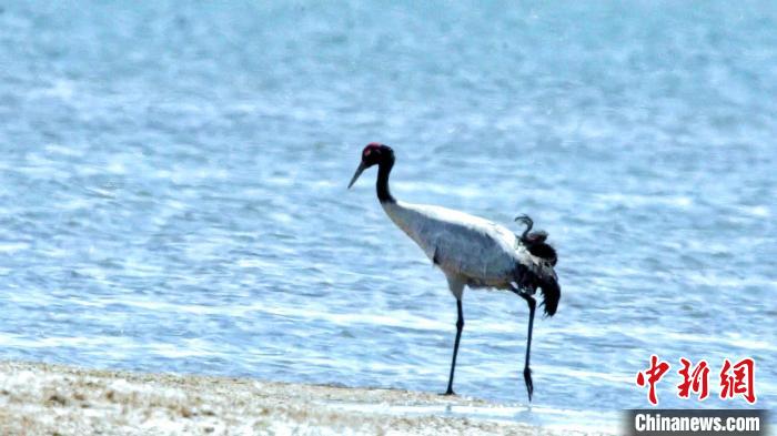圖為黑頸鶴在青海湖畔散步?！《砣詹囟?攝